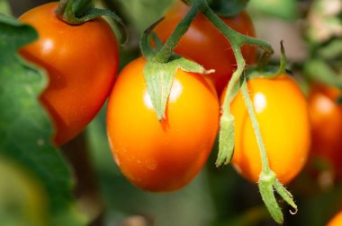 Sebze bahçesinde kırmızı, turuncu, sarı domatesler