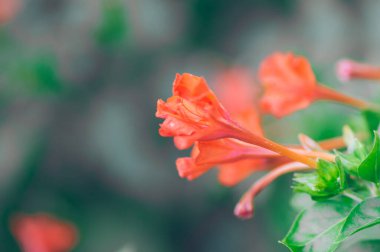 Mirabilis Jalapa flower, a 4 o'clock flower that grows abundantly in a yard in the morning clipart