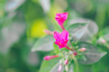 Mirabilis Jalapa çiçeği, sabahın dördünde bir bahçede bol bol yetişen bir çiçek.