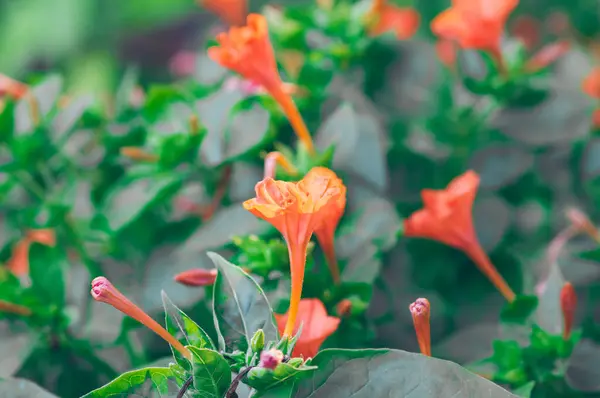 stock image Mirabilis Jalapa flower, a 4 o'clock flower that grows abundantly in a yard in the morning