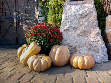 Bir sürü renkli çizgili balkabağı