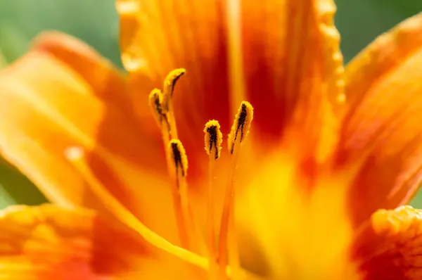 Lilium lancifolium. Turuncu-siyah çiçekli bir bitki. Vatandaşlığa kabul edilmiş.