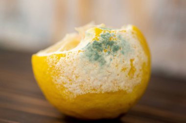 Lemon with mold isolated on wood background. a moldy lemon on wood. clipart