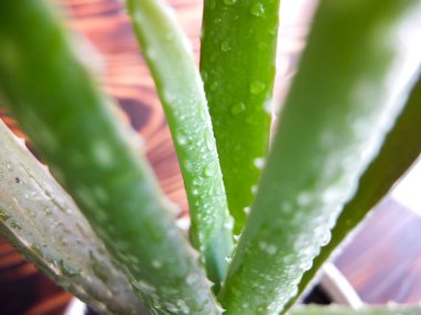 Aloe vera fabrikası ahşap arka planda yakın plan