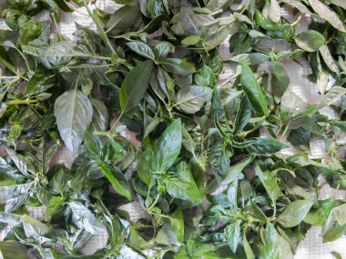 Masanın üzerinde yeşil fesleğen yaprağı