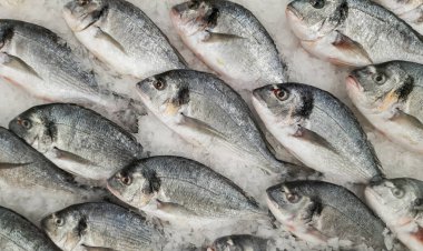 Mağazanın üst manzarasında taze balık