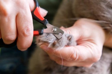 Sonbaharda ağaçtan gelen kırmızı yaprak arkaplanı kapatır