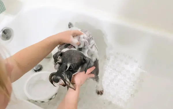Kız banyoda köpüklü köpüklü bir köpeği yıkıyor.