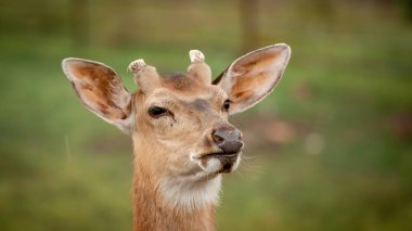 Genç geyik başı arka plan için yakın plan
