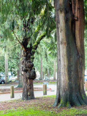 Sonbahar, ağaçların ve göldeki evin yansıması. Arkaplan için manzara