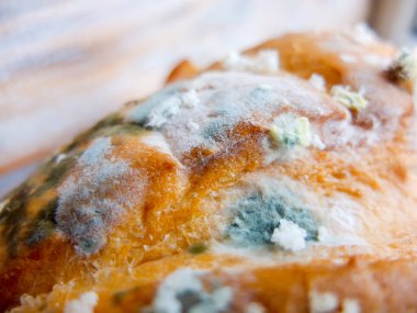 Bir somun ekmek, küf, kahverengi noktalar, küf