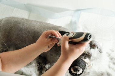 Mini schnauzer köpeğinin saçını kesen kadın