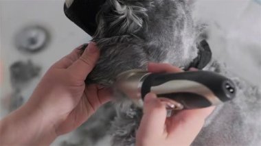 Mini schnauzer köpeğinin saçını kesen kadın
