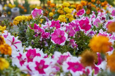 Petunya kırmızısı, beyaz pembe petunya çiçeği balkon korkuluklarında saksıda. Sokak fabrikası