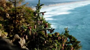 Clatsop County, Oregon, ABD 'deki Cannon Plajı' nda rock.
