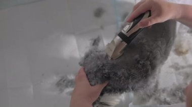 Mini köpeğinin saçını kesen kadın Milton WA USA, 29 Mart 2025