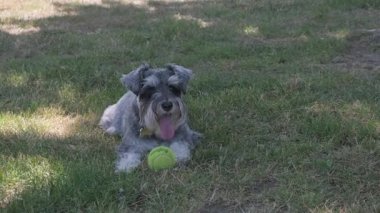 Köpek mini shnauzer dışarıda top oynamak istiyor.