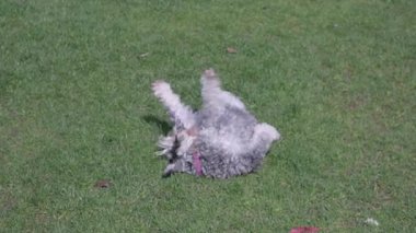 Köpek mini shnauzer açık hava oyunları oynamak istiyor.