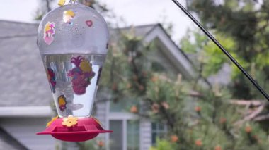 Sinekkuşu beslenme sırasında nektar yiyor.