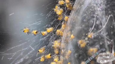 Küçük örümcekler yakın planda ortaya çıkıyorlar.