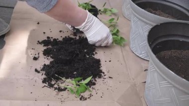 Paprika bitkileri pencere eşiğinde saksılarda, bahçelerde ve fidanlıklarda filizleniyor.