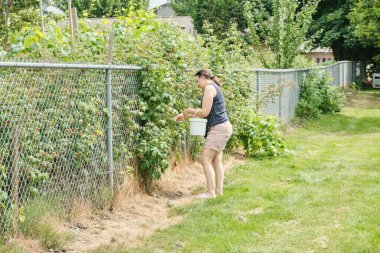 Auburn WA USA, 4 Temmuz 2025 - Auburn City Bir kadın çitin yakınındaki meyveleri topluyor