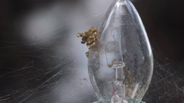 Küçük, sarı, yeni doğmuş örümcekler yakın plan bir lambanın yanında.