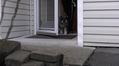 Minyatür Schnauzer köpeği tasmalı bir kadının yürüyüş için evden çıkışının yakın çekimi.