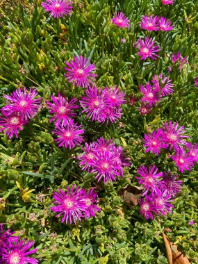 Çok renkli, beyaz, sarı, kırmızı, mavi çiçekler. Bahçe konsepti Dikey fotoğraf