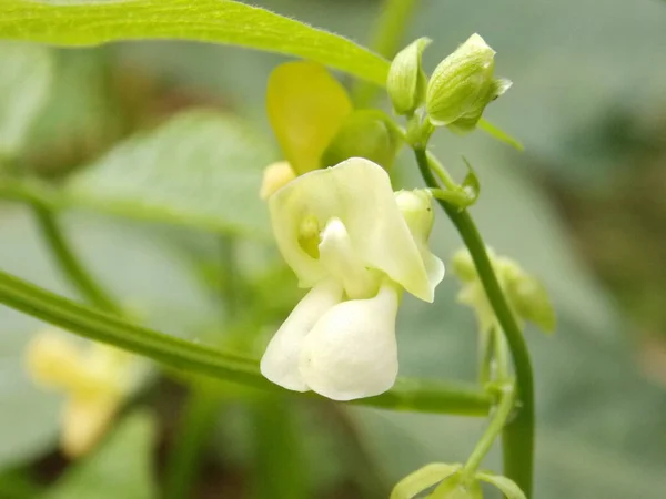 Flower of a bell pepper plant
