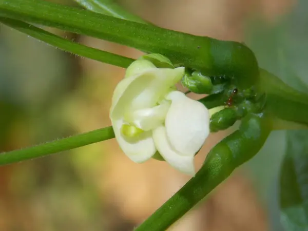 Flower of a bell pepper plant Coccinia grandis