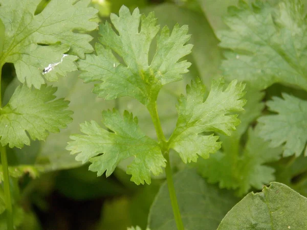 Coriander leaves in the garden, closeup of photo.