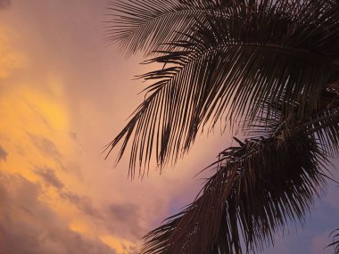 Gün batımında gökyüzüne karşı hindistan cevizi yaprakları. Klasik stil.