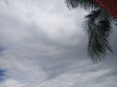 Hindistan cevizi ağacı ve mavi gökyüzü yaz mevsiminde bulutlu..