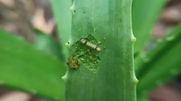 Aloe vera bitkisinin yeşil yaprağında tırtıl