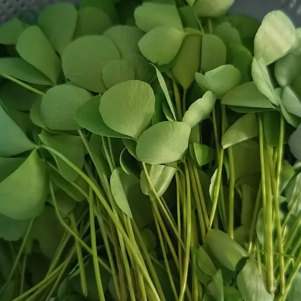 Taze yeşil ginkgo biloba yaprakları.
