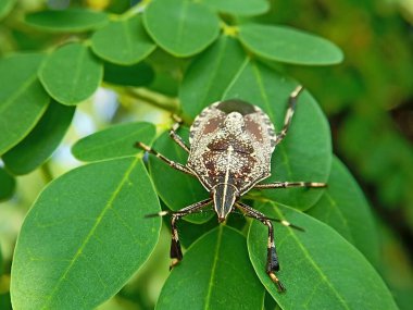 Doğada ya da bahçede yaprak üstüne koku böceği.