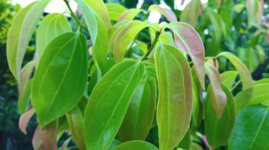 Güzel Tarçın Ağacı Videoları