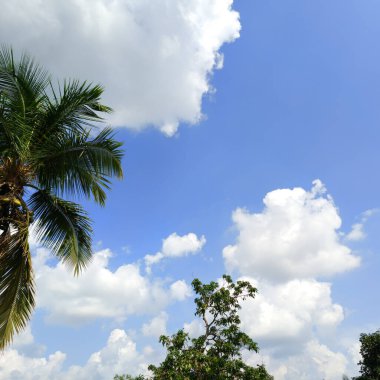 Hindistan cevizi ağacı ve mavi gökyüzü yaz mevsiminde bulutlu..