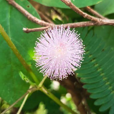 flower of a thistle mimosa pudica plant clipart