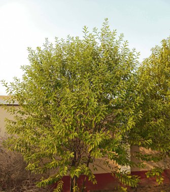 Sandal Ağacı Yaprakları Bulanık Arkaplan