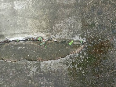 Gri asfaltta çatlak, gri asfalt erozyonu, beton yüzeyde ağaç köklerinden ayrılmış toprak.