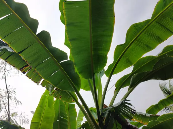 Banana plants with beautiful green leaves outdoors, low angle view. Tropical vegetation