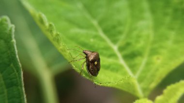 Kokuşmuş böcek canlı yeşil bir yaprağa tünemiş.