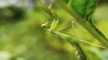 Doğal ortamında canlı yeşil bir yaprağa tutunan peygamber devesinin ayrıntılı bir görüntüsü.