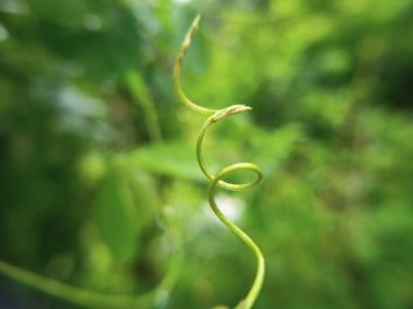 Yeşil bir sarmaşık filizine yakın plan