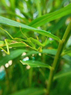 Yeşil bir yaprağın üzerinde duran yeşil bir peygamberdevesi.