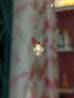 A close-up of a spider in its web