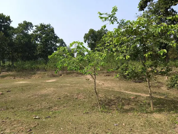 Berrak bir gökyüzünün altında canlı bir ağaç ve yeşillik manzarası.