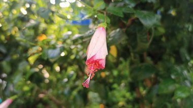 Güneş ışığında ağaçtan sarkan pembe bir amber tomurcuğunun yakın çekimi.